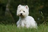 WESTIE 284